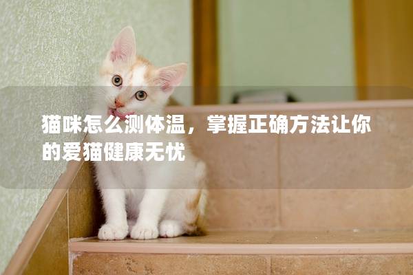 貓咪怎么測體溫，掌握正確方法讓你的愛貓健康無憂