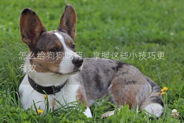 怎么給狗狗吃藥，掌握這些小技巧更有效