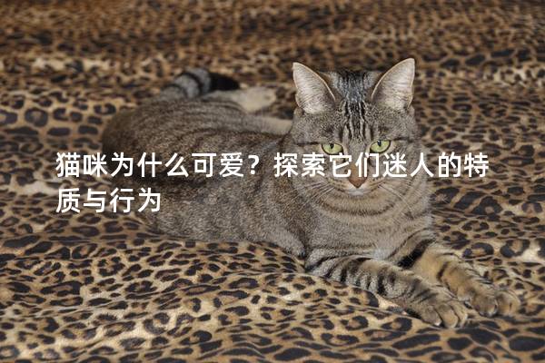 貓咪為什么可愛?探索它們迷人的特質與行為 貓咪為什么可愛?探索它們迷人的特質與行為