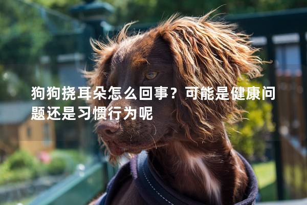 狗狗撓耳朵怎么回事？可能是健康問題還是習慣行為呢