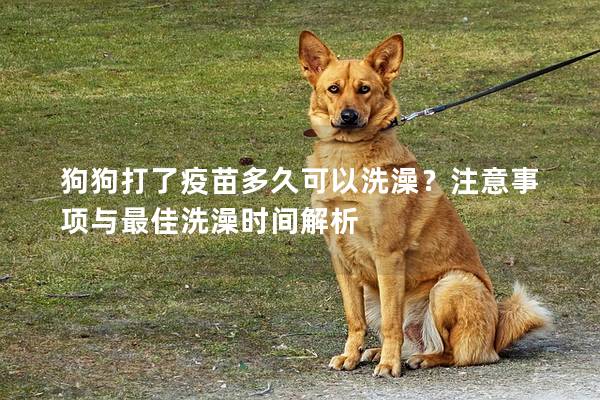 狗狗打了疫苗多久可以洗澡？注意事項與最佳洗澡時間解析