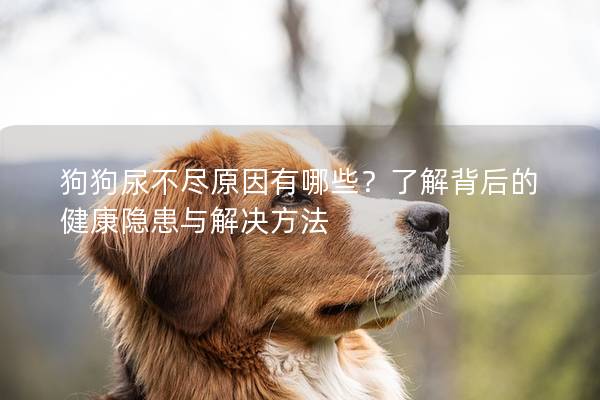狗狗尿不盡原因有哪些?了解背后的健康隱患與解決方法