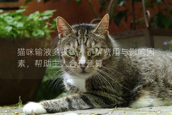 貓咪輸液多少錢？了解費(fèi)用與影響因素，幫助主人合理預(yù)算