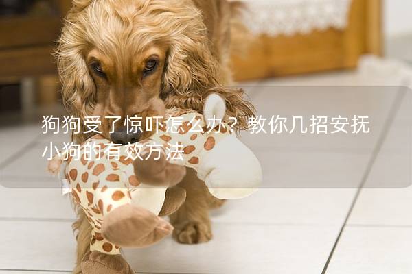狗狗受了驚嚇怎么辦？教你幾招安撫小狗的有效方法