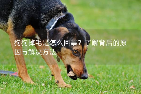 狗狗掉毛是怎么回事？了解背后的原因與解決方法