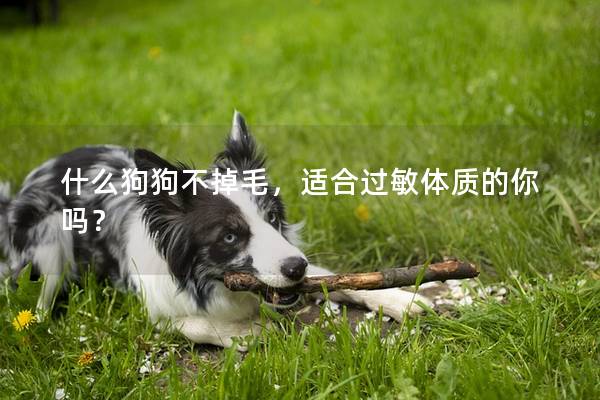 什么狗狗不掉毛,適合過敏體質的你嗎? 什么狗狗不掉毛,適合過敏體質的你嗎?