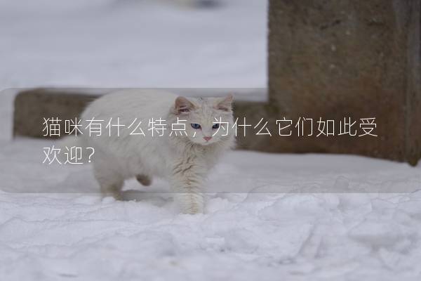 貓咪有什么特點(diǎn)，為什么它們?nèi)绱耸軞g迎？