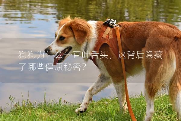 狗狗為什么一直吐舌頭，這背后隱藏了哪些健康秘密？