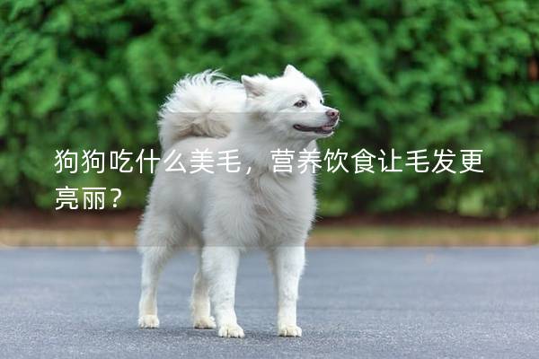 狗狗吃什么美毛，營養(yǎng)飲食讓毛發(fā)更亮麗？