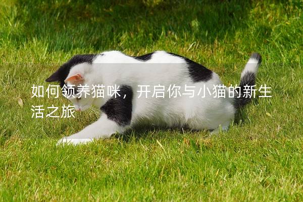 如何領養貓咪，開啟你與小貓的新生活之旅
