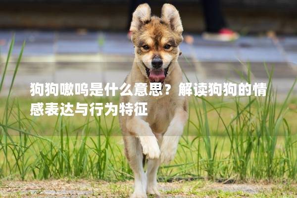 狗狗嗷嗚是什么意思？解讀狗狗的情感表達(dá)與行為特征