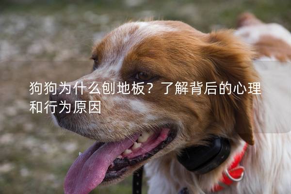 狗狗為什么刨地板？了解背后的心理和行為原因