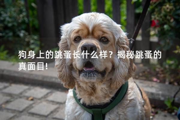狗身上的跳蚤長什么樣?揭秘跳蚤的真面目! 狗身上的跳蚤長什么樣?揭秘跳蚤的真面目!
