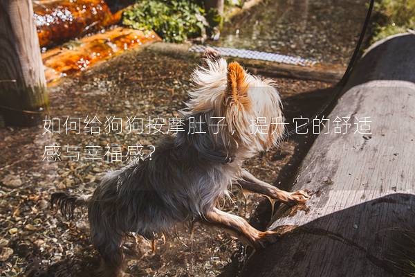 如何給狗狗按摩肚子，提升它的舒適感與幸福感？
