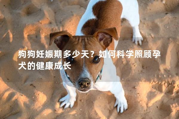 狗狗妊娠期多少天？如何科學照顧孕犬的健康成長