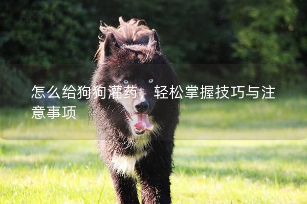 怎么給狗狗灌藥，輕松掌握技巧與注意事項