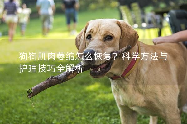 狗狗肌肉萎縮怎么恢復？科學方法與護理技巧全解析