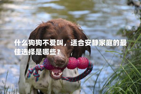 什么狗狗不愛叫，適合安靜家庭的最佳選擇是哪些？