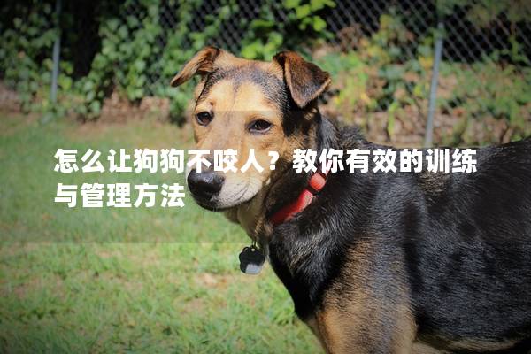 怎么讓狗狗不咬人？教你有效的訓(xùn)練與管理方法