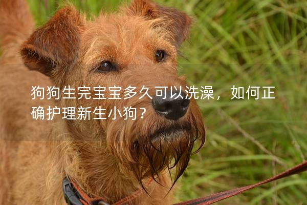 狗狗生完寶寶多久可以洗澡，如何正確護理新生小狗？
