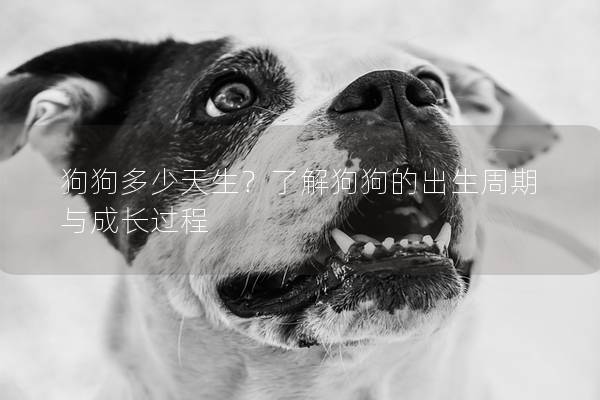 狗狗多少天生？了解狗狗的出生周期與成長過程