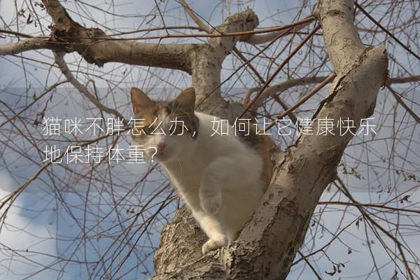貓咪不胖怎么辦，如何讓它健康快樂地保持體重？
