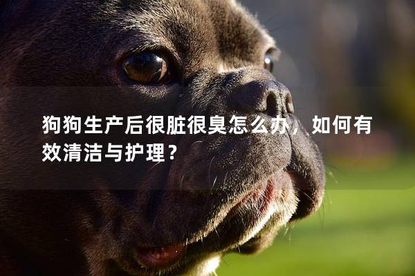 狗狗生產后很臟很臭怎么辦，如何有效清潔與護理？