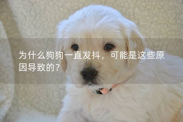 為什么狗狗一直發抖，可能是這些原因導致的？