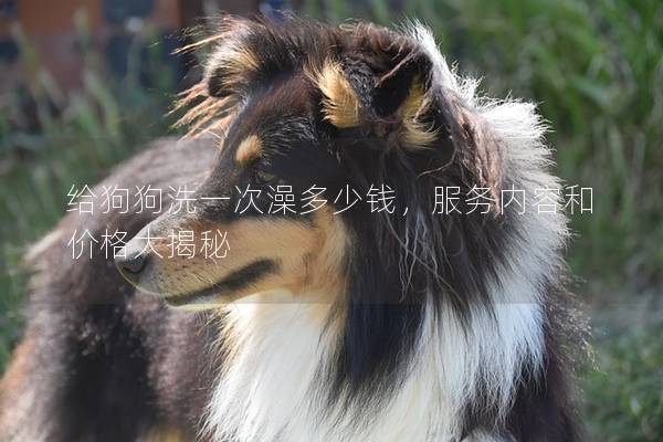 給狗狗洗一次澡多少錢，服務內容和價格大揭秘