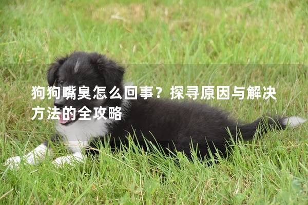 狗狗嘴臭怎么回事？探尋原因與解決方法的全攻略