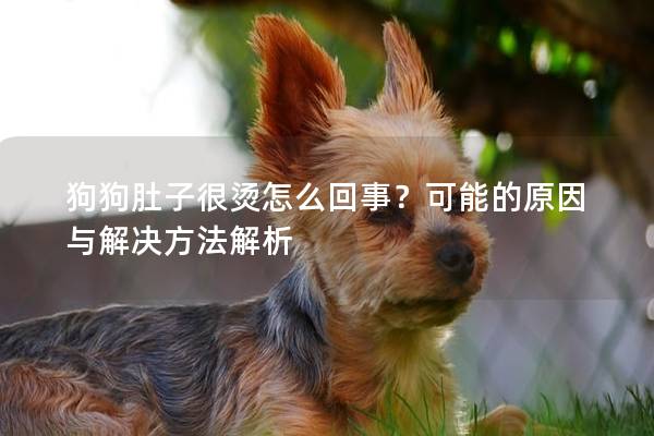 狗狗肚子很燙怎么回事？可能的原因與解決方法解析