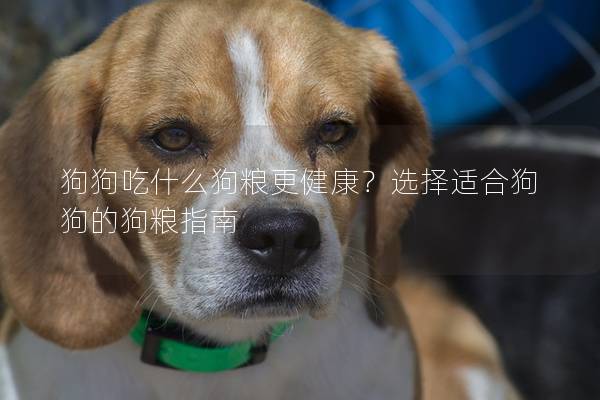 狗狗吃什么狗糧更健康？選擇適合狗狗的狗糧指南