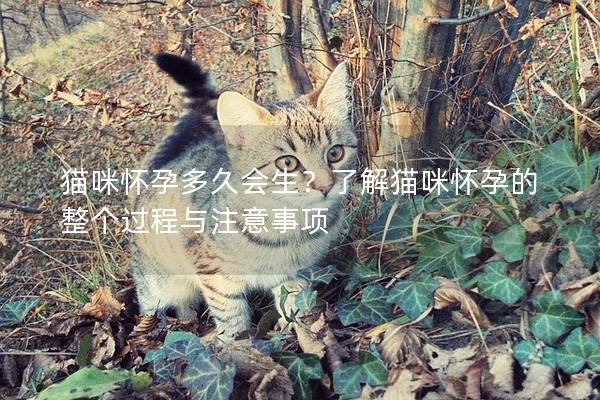 貓咪懷孕多久會生？了解貓咪懷孕的整個過程與注意事項