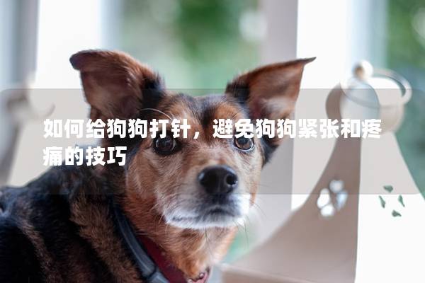 如何給狗狗打針，避免狗狗緊張和疼痛的技巧