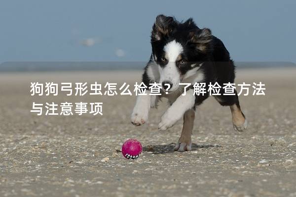狗狗弓形蟲怎么檢查？了解檢查方法與注意事項