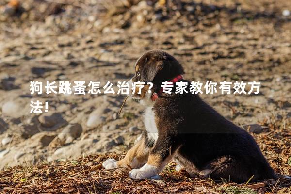 狗長(zhǎng)跳蚤怎么治療?專家教你有效方法! 狗長(zhǎng)跳蚤怎么治療?專家教你有效方法!