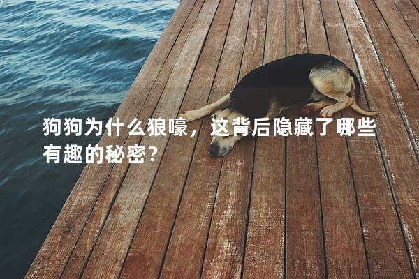 狗狗為什么狼嚎，這背后隱藏了哪些有趣的秘密？