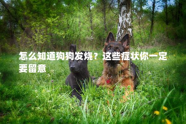 怎么知道狗狗發(fā)燒?這些癥狀你一定要留意 怎么知道狗狗發(fā)燒?這些癥狀你一定要留意