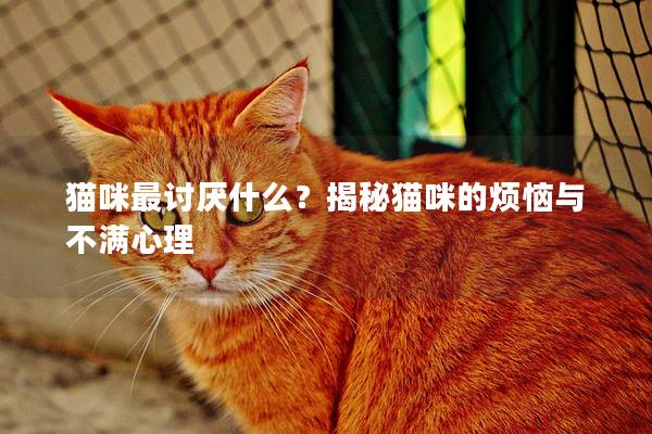 貓咪最討厭什么？揭秘貓咪的煩惱與不滿心理