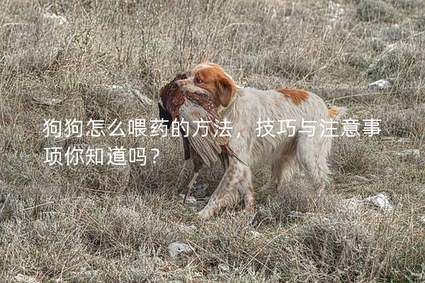 狗狗怎么喂藥的方法，技巧與注意事項你知道嗎？