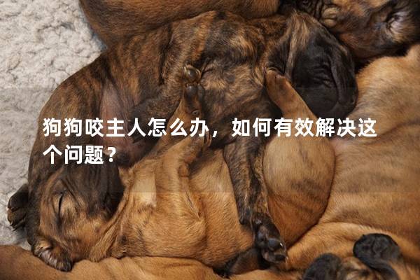 狗狗咬主人怎么辦，如何有效解決這個問題？