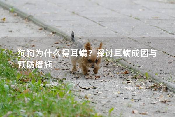 狗狗為什么得耳螨？探討耳螨成因與預防措施