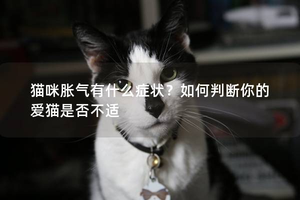 貓咪脹氣有什么癥狀？如何判斷你的愛(ài)貓是否不適