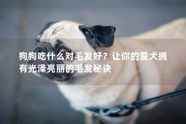 狗狗吃什么對毛發好?讓你的愛犬擁有光澤亮麗的毛發秘訣 狗狗吃什么對毛發好?讓你的愛犬擁有光澤亮麗的毛發秘訣