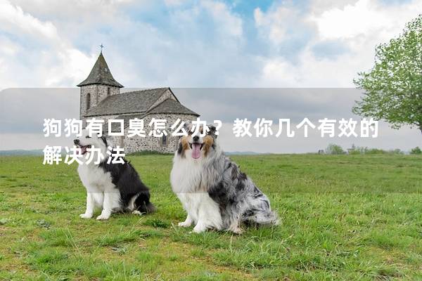 狗狗有口臭怎么辦？教你幾個有效的解決辦法