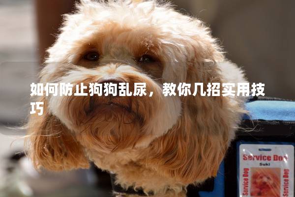 如何防止狗狗亂尿,教你幾招實用技巧 如何防止狗狗亂尿,教你幾招實用技巧