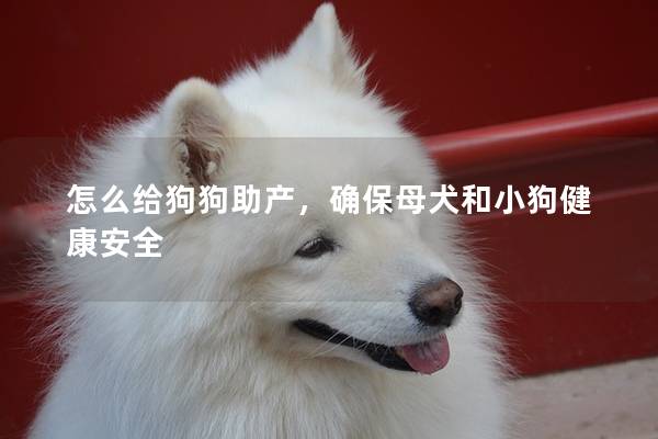 怎么給狗狗助產，確保母犬和小狗健康安全