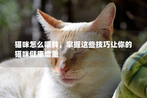 貓咪怎么喂胖，掌握這些技巧讓你的貓咪健康增重