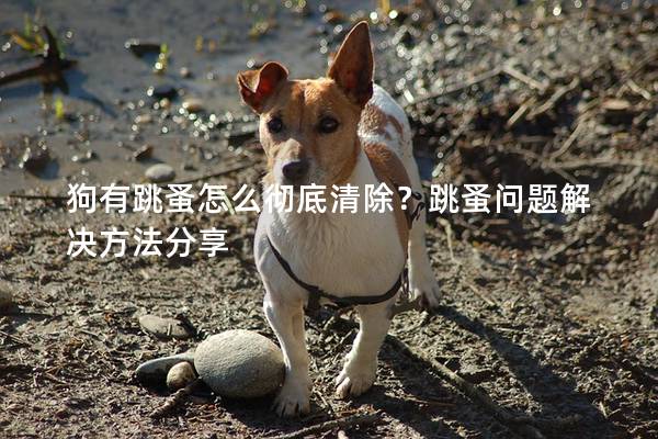 狗有跳蚤怎么徹底清除?跳蚤問題解決方法分享 狗有跳蚤怎么徹底清除?跳蚤問題解決方法分享