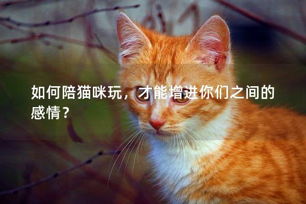 如何陪貓咪玩，才能增進你們之間的感情？